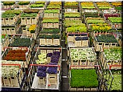 01-Aalsmeer Flower Market